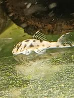 Te koop een selectie van L236 sw uit mijn 2 kweekgroepen, Vis