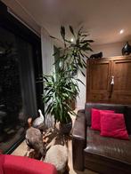 Grote kamerplant inclusief pot, Huis en Inrichting, Ophalen, Overige soorten, Halfschaduw, 200 cm of meer