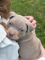 BrutBullys Stamboom American Bully Pocket Pups, Dieren en Toebehoren, Honden | Bulldogs, Pinschers en Molossers, Overige rassen