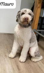 Dekreu poedel voor labradoodle/goldendoodle /bernedoodle, Particulier, 3 tot 5 jaar, Reu, Nederland