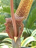 arum cornutum, Ophalen of Verzenden, Voorjaar, Volle zon, Bloembol