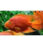 parrot red cichlide 5/6 cm €17,50, Dieren en Toebehoren, Vissen | Aquariumvissen, Vis, Zoetwatervis