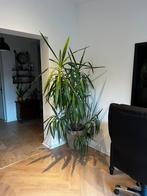 Hele grote Yucca plant/lelieplant, Huis en Inrichting, Kamerplanten, Ophalen, Halfschaduw, In pot, Yucca