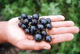 Ribes odoratum ‘Crandell’, Tuin en Terras, Planten | Bomen, Overige soorten, Minder dan 100 cm, Volle zon, Lente, In pot, Ophalen of Verzenden