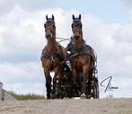 Ervaren menpaard, Dieren en Toebehoren, Ruin, 170 tot 175 cm, Gechipt, 11 jaar of ouder