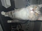 Lieve kat, Dieren en Toebehoren, Katten en Kittens | Raskatten | Korthaar, Geslacht onbekend, Ontwormd, 3 tot 5 jaar