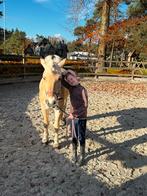 Verzorgpony gezocht/bijrijder aangeboden  omgeving epe/emst, Ophalen of Verzenden, Overige soorten