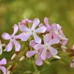 Zaden zeepkruid (Saponaria officinalis) - inheems, Ophalen of Verzenden, Voorjaar, Volle zon, Zaad