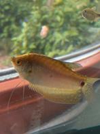 Mooi grote gourami geel mannetje te koop, Vis, Zoetwatervis