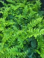 Groenblijvende varens te koop, Tuin en Terras, Planten | Tuinplanten, Ophalen of Verzenden, Zomer, Halfschaduw