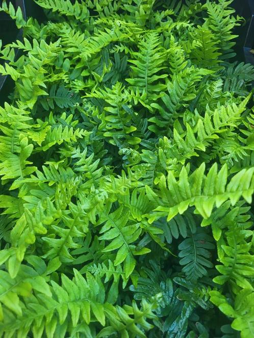 Groenblijvende varens te koop, Tuin en Terras, Planten | Tuinplanten, Halfschaduw, Zomer, Ophalen of Verzenden