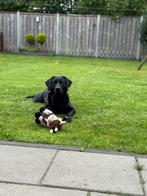 Honden Oppas gezocht!, Ophalen of Verzenden