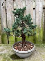 Bonsai Juniperus Chinensis media Blaauw, Tuin en Terras, Planten | Bomen, Bloeit niet, Overige soorten, Minder dan 100 cm, Ophalen