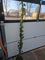 Hedera hibernica, Ophalen of Verzenden, Bloeit niet, Klimplanten, Halfschaduw
