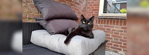 Vermist!, Dieren en Toebehoren, Vermiste en Gevonden Dieren