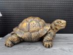 schildpad (goud/zwart) 23hoog 60breed 40breed/Nieuw!, Ophalen, Nieuw, Dier