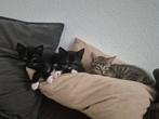 4 kittens te koop, Dieren en Toebehoren, Meerdere dieren, Kortharig