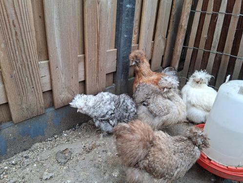 Usa zijdehoen kuikens, Dieren en Toebehoren, Pluimvee, Kip, Vrouwelijk