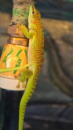 Phelsuma grandis baby's high red., Amfibie