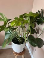 Grote, gezonde Monstera - Zonder pot!, Ophalen, Overige soorten, Halfschaduw, In pot