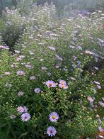 Aster Tuinplanten - Herfstbloeiers, Overige soorten, Volle zon, Vaste plant, Ophalen of Verzenden