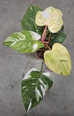 Philodendron Fresh Aurea Variegata p14 (3)