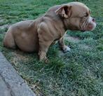 Micro bully💗, Dieren en Toebehoren, Honden | Bulldogs, Pinschers en Molossers, België, Particulier, Rabiës (hondsdolheid), Reu