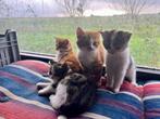 Te koop, boerderijkittents . Wij mogen weg., Dieren en Toebehoren, Katten en Kittens | Overige Katten, Meerdere dieren