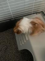Lieve cavia met hok, Mannelijk, Tam, Maart, Cavia