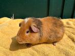 US Teddy cavia beer, Dieren en Toebehoren, April, Mannelijk, Cavia