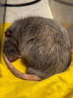Tamme mannelijke dekrat siamees silvermane, Dieren en Toebehoren, Knaagdieren, Rat, Februari, Mannelijk, Tam
