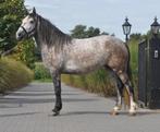 6 jarige knappe forse schimmel merrie, 3 tot 6 jaar, Gechipt, Onbeleerd, Recreatiepony