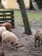 Ouessant ram, 1 jaar oud, Dieren en Toebehoren, Schapen, Geiten en Varkens