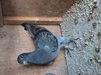 Gratis jonge duif, Dieren en Toebehoren, Vogels | Duiven, Mannelijk
