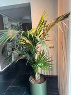 Palm in grote pot, Ophalen, Palm, In pot, 150 tot 200 cm