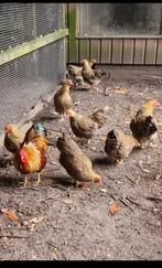 Wyandottekrielen te koop, Dieren en Toebehoren, Mannelijk, Kip