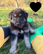 Nestje pups (Husky x Wolfspitz x Duitse Herder), Particulier, Rabiës (hondsdolheid), 8 tot 15 weken, Buitenland