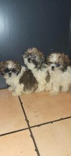Lieve pups 8 weken oud shih tzu, Parvo, Overige rassen, 8 tot 15 weken, Meerdere