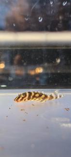 L401 Hypancistrus F2 - Alenquer King Tiger, Dieren en Toebehoren, Vis, Zoetwatervis