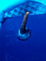 Montipora Samarensis rood, Overige typen, Zoutwatervis