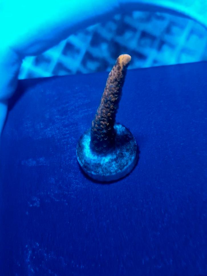 Montipora Samarensis rood, Dieren en Toebehoren, Vissen | Aquariumvissen, Zoutwatervis, Overige typen