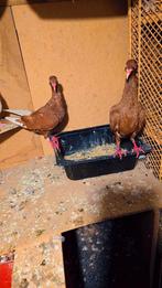 Duiven te koop, Dieren en Toebehoren, Vogels | Duiven, Meerdere dieren, Overige soorten