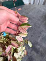 Hoya Walliniana Variegata, Ophalen of Verzenden, Overige soorten, Minder dan 100 cm