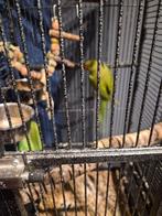 2 Haksband parkiete met grote kooi, Dieren en Toebehoren, Vogels | Parkieten en Papegaaien, Meerdere dieren, Parkiet