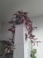 Vaderplanten, Huis en Inrichting, Kamerplanten, Ophalen, Overige soorten, Minder dan 100 cm