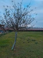 Hoogstam appelbomen, Tuin en Terras, Planten | Bomen, Ophalen, Volle zon, Overige soorten