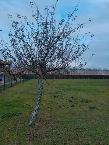 Hoogstam appelbomen  beschikbaar voor biedingen