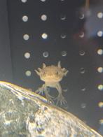 Baby/Jonge Axolotls, Zoetwatervis, Overige typen