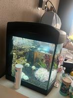 Small aquarium with snails, Dieren en Toebehoren, Vissen | Aquaria en Toebehoren, Ophalen of Verzenden, Leeg aquarium
