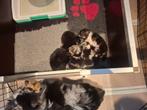 Pomeranian pups, Dieren en Toebehoren, Keeshond, 8 tot 15 weken, Meerdere, Meerdere dieren